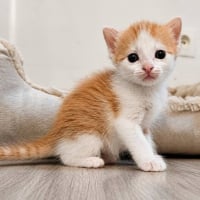 Photo de Biscoff