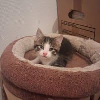 Photo de BAMBI