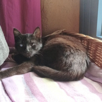 Photo de LOUNA