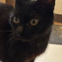 Photo de Kali