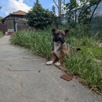 Photo de Pomita