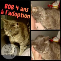 Photo de BOB