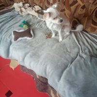 Photo de Toby (Pufulete)
