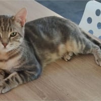 Photo de Ratinho