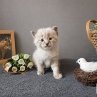 Photo de Olaf