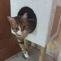 Photo de GRIBOUILLE