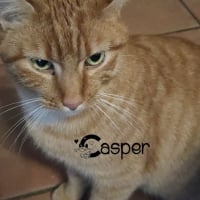 Photo de CASPER