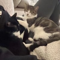 Photo de Ortie et leucate