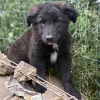 Photo de OLAF