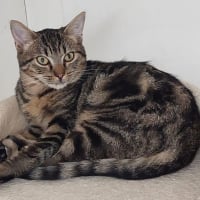 Photo de Cookie
