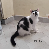 Photo de Kitkat