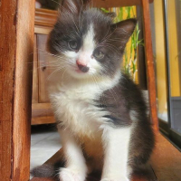 Photo de MOUSTACHE