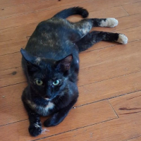 Photo de NOISETTE