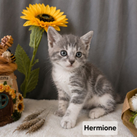 Photo de Hermione