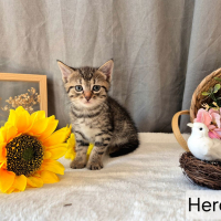 Photo de Hercule