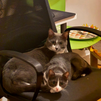 Photo de Snow et stimpleton