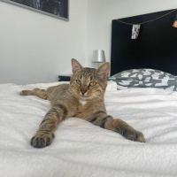 Photo de Macchiato