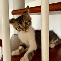 Photo de BARNABÉ
