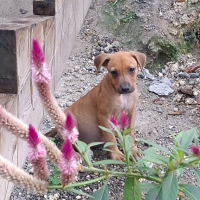 Photo de NUCCIOLA