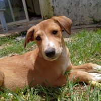 Photo de NILO