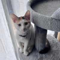 Photo de CHATKIRA