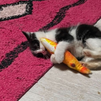Photo de Merlin