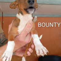 Photo de BOUNTY