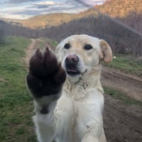 Photo de mandy croisée labrador 2 ans
