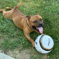 Photo de BUDDY