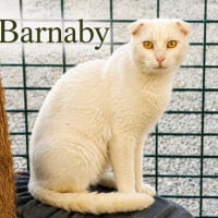 Photo de Barnaby