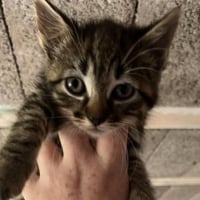 Photo de OWENA chatonne 2 mois