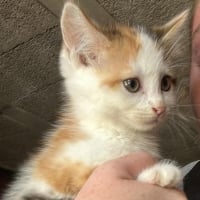 Photo de NUCIA chatonne de  2 mois