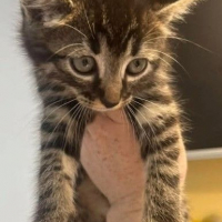 Photo de GOURMAND chaton 2 mois