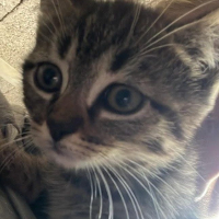 Photo de BROWNIE chaton de 2 mois