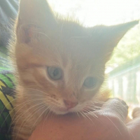Photo de MARCELINO chaton 2 mois