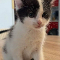 Photo de MOCHI chaton de 2 mois