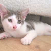 Photo de Tofu