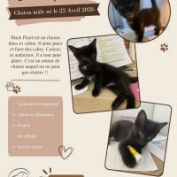 Photo de Black Pearl