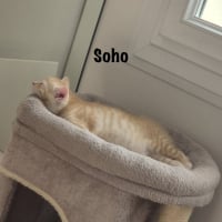 Photo de SOHO