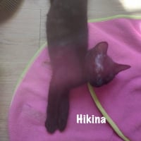 Photo de HIKINA