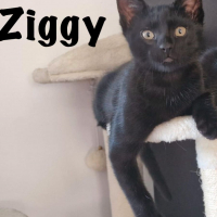 Photo de ZIGGY