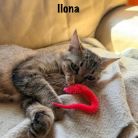 Photo de ILONA