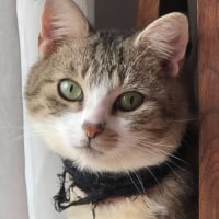 Photo de Feuilleté