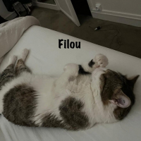 Photo de FILOU