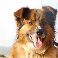 Photo de PINGO