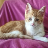 Photo de BLINKY