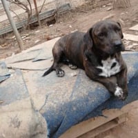 Photo de Thor