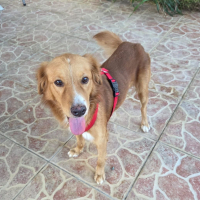 Photo de ROMEO