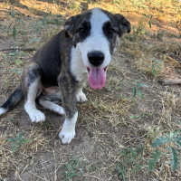 Photo de Nova