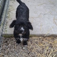 Photo de benji